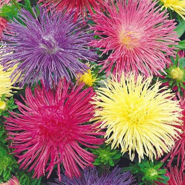 Sommerasters 'Unicum mix'