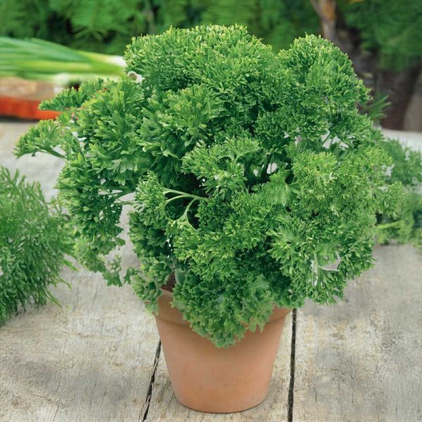 Persille 'Grüne perle'