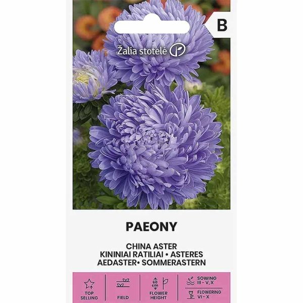 Sommerasters 'Paeony' Lyseblå