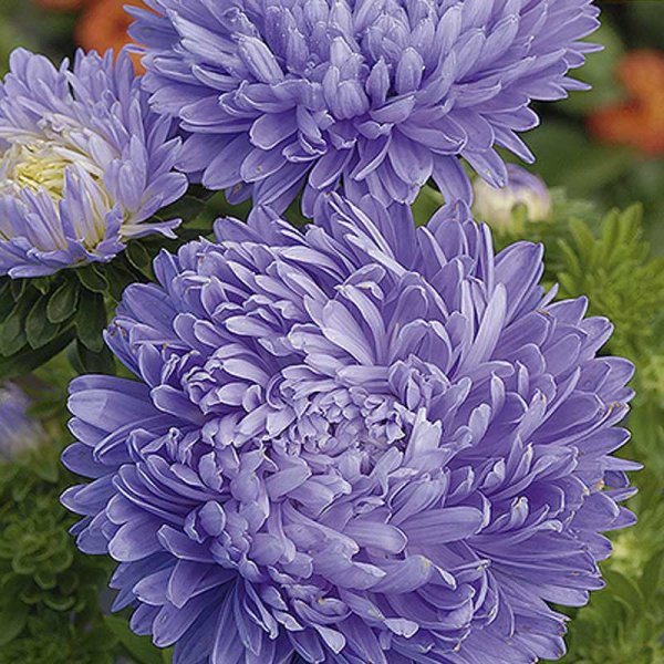 Sommerasters 'Paeony' Lyseblå