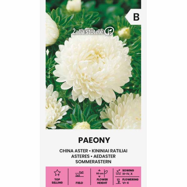 Sommerasters 'Paeony' hvid