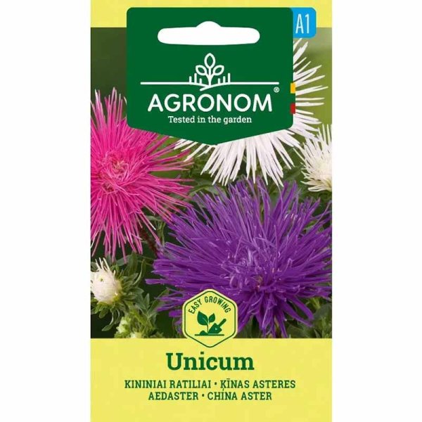 Sommerasters 'Unicum Pink'