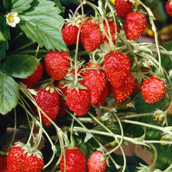 Skovjordbær 'Baron von solemacher'