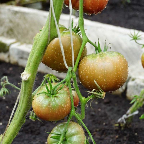 Tomat 'Noire de crimee'