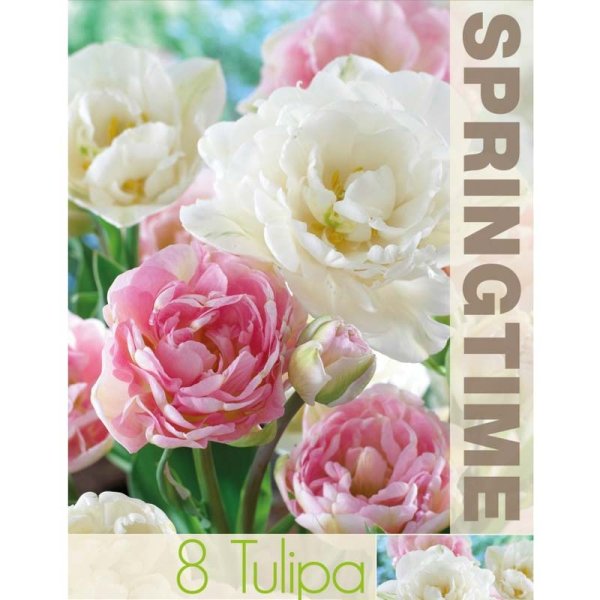 Tulpanmix ’Angelique & Mount Tacoma’