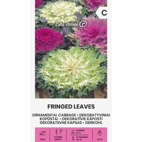 Pyntekål 'Fringed leaves'