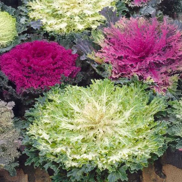 Pyntekål 'Fringed leaves'