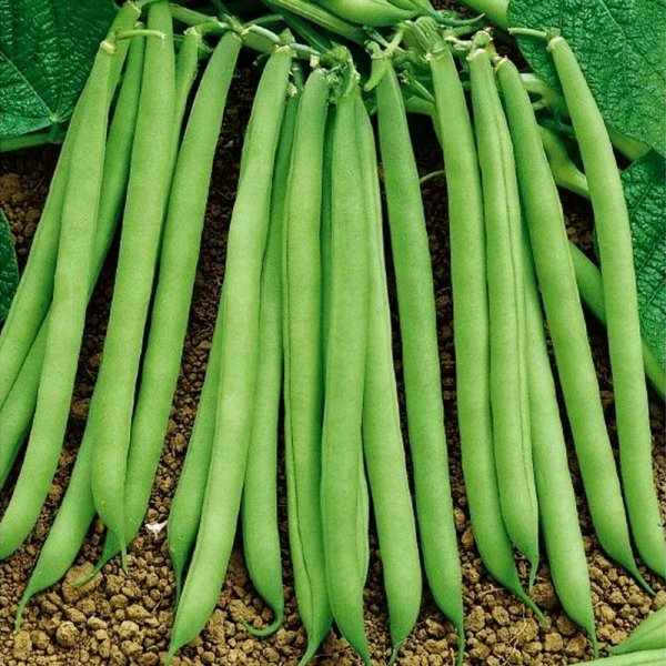 Havebønne 'Contender'