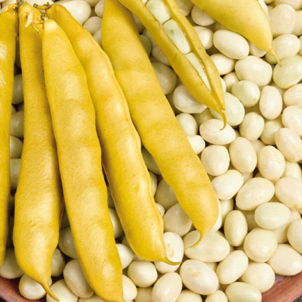 Skrællebønne 'Cocagne'