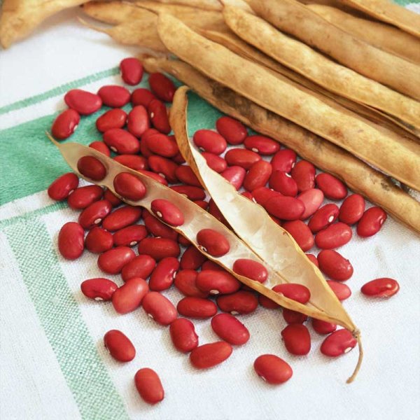 Havebønne 'Wawelska'