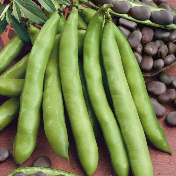 Hestebønne 'Extra precoce a grano violetto'