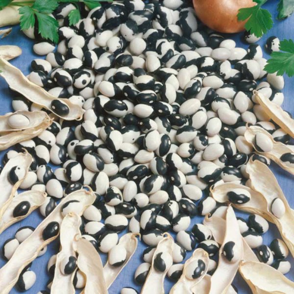 Kogebønne 'Dalmatin'