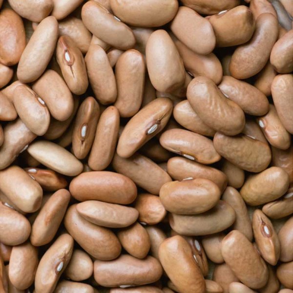 Buskbønne 'Nugetka'