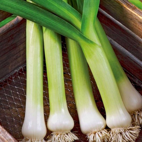 Porre 'De Carentan 2'