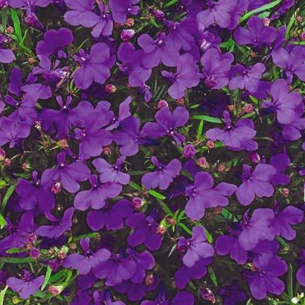Lobelia 'Crystal palace'