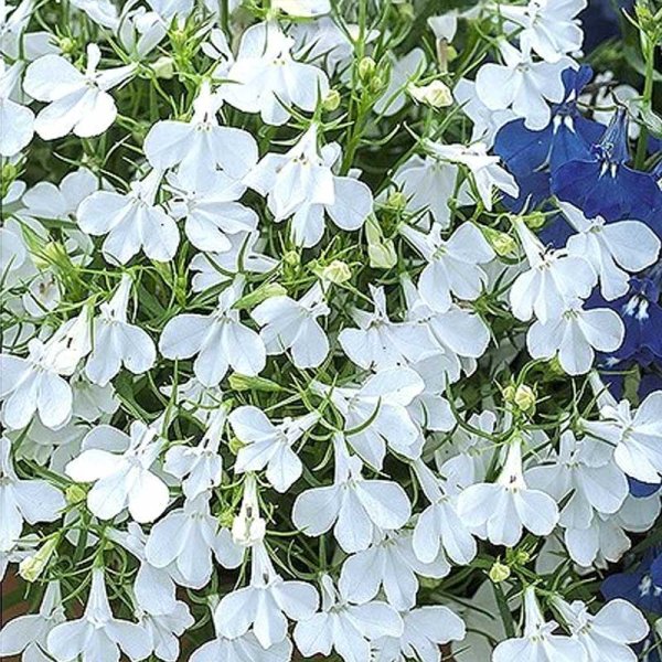 Lobelia 'White Cascade'