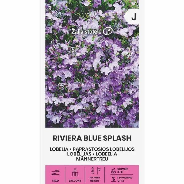 Lobelia 'Riviera Blue Splash'