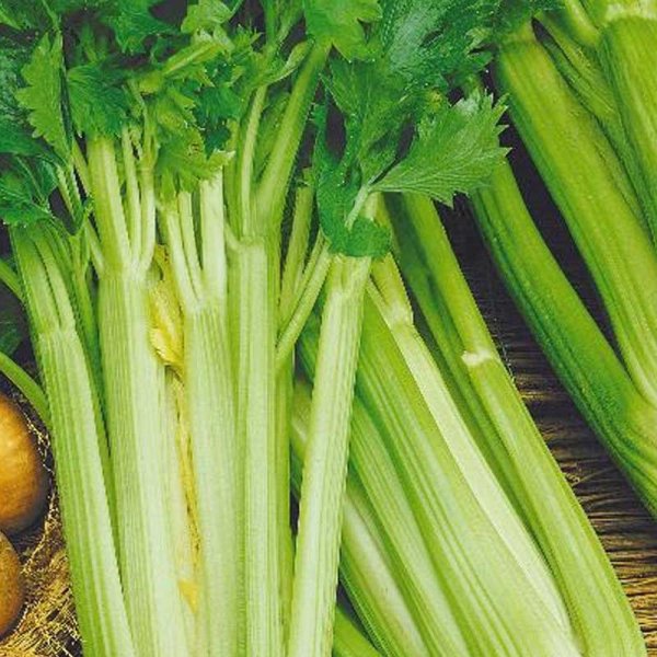 Bladselleri 'Malachit'