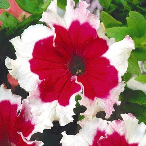 Duftpetunia 'Karkulka'