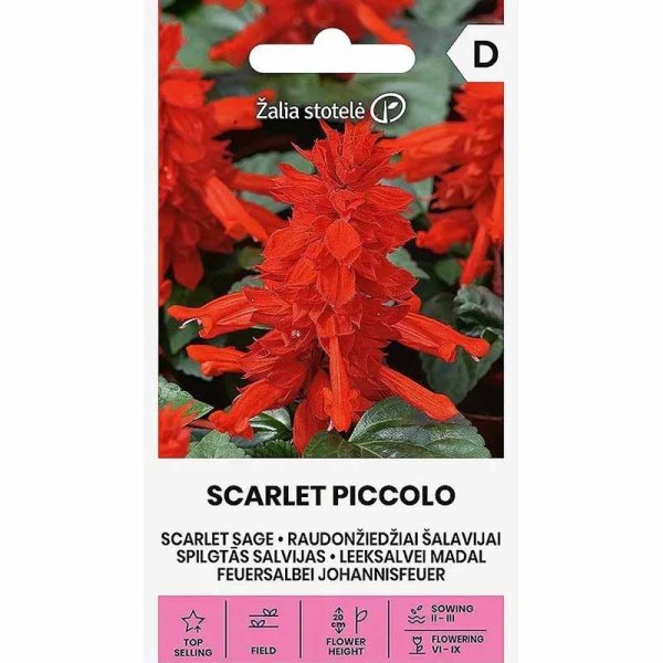 Pragtsalvie 'Scarlet Piccolo'