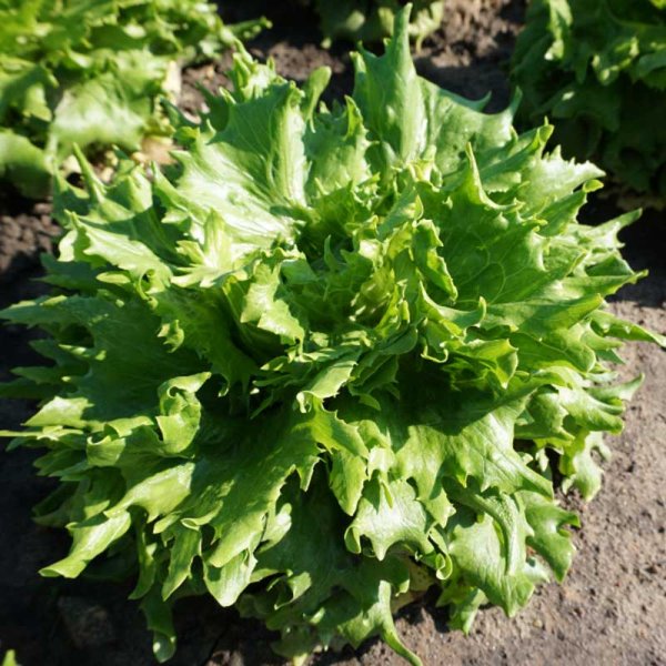 Icebergsalat 'Regina Dei Ghiacci'