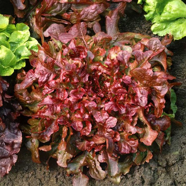 Pluksalat 'Red Salad Bowl'