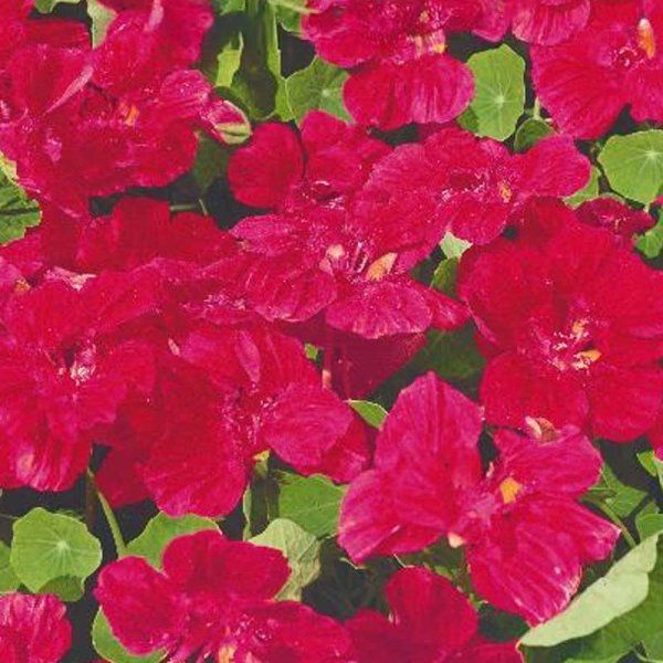 Dværgblomkarse 'Cherry rose'