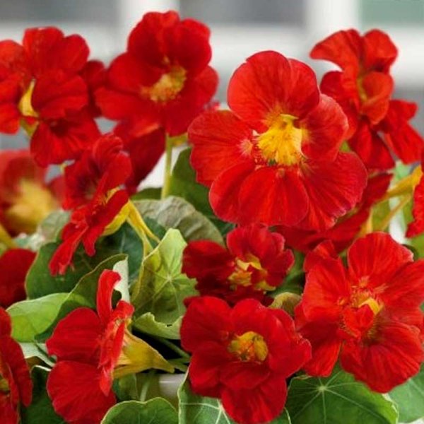 Dværgnasturtium 'Scarlet Jewel'