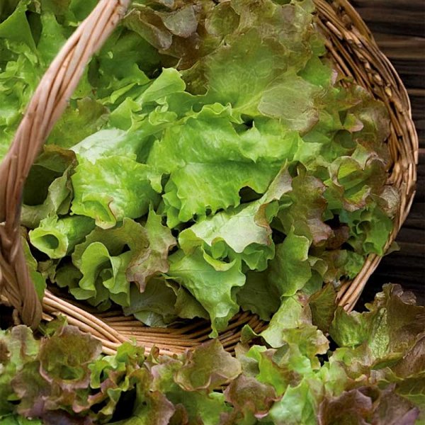 Pluksalat 'Amerikanischer Brauner'