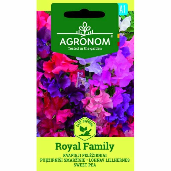 Ærteblomst 'Royal Family'