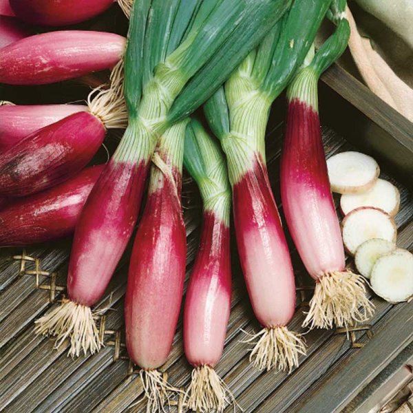 Løg 'Rossa lunga di firenze'