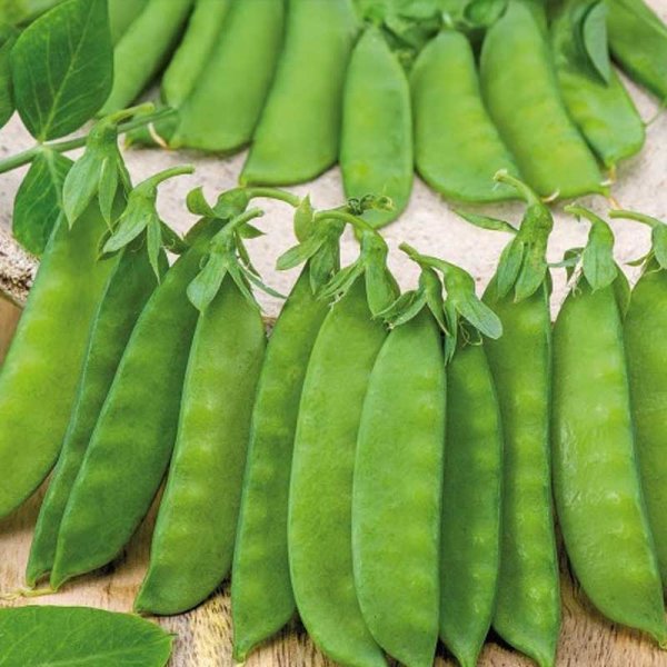 Sukkerært 'De Grace'