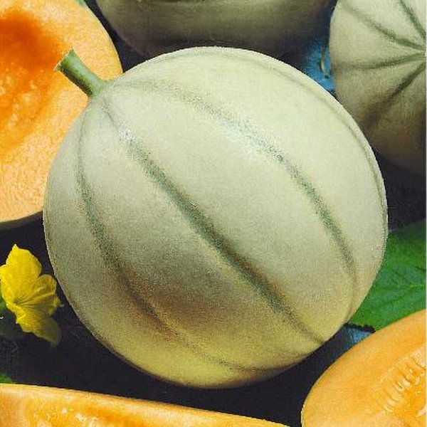Melon 'Charentais'