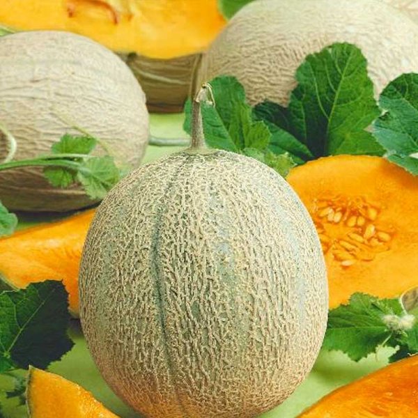 Melon 'Retato degli ortolani'