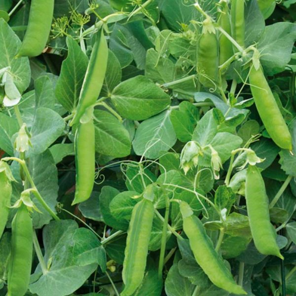 Marværter 'Telephone Nain'