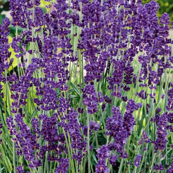 Lavender 'English'