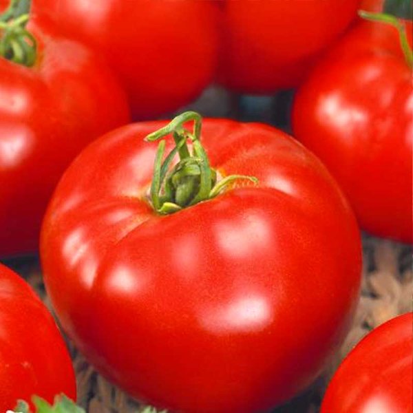 Tomat 'Matina'