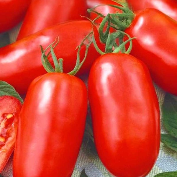 Tomat 's. marzano 2'