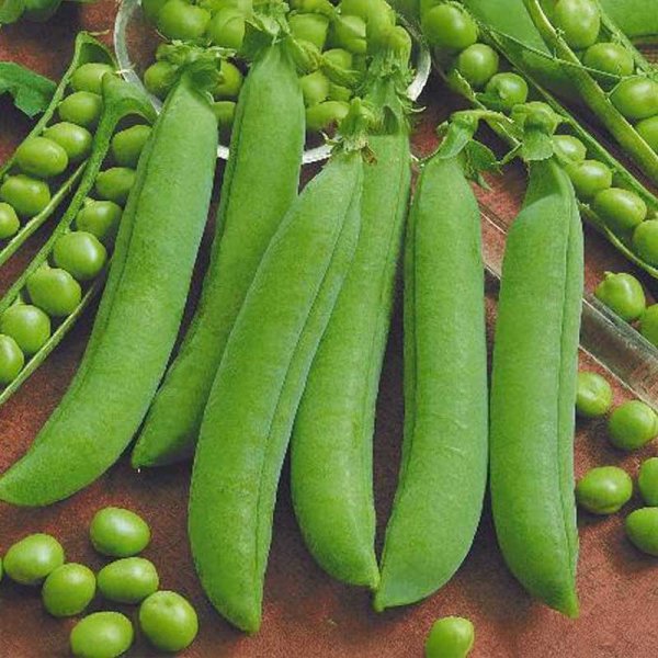 Peas 'Utrillo'