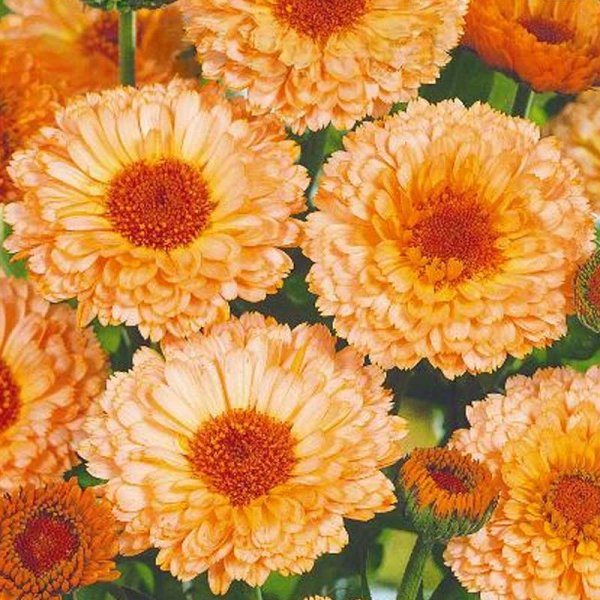 Morgenfrue 'Pink suprise'