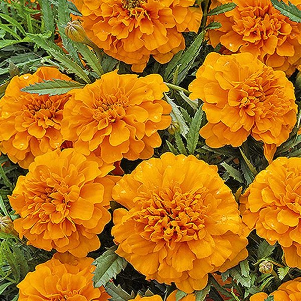 Fløjlsblomst 'Valencia'