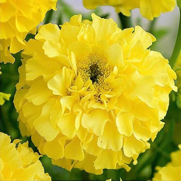 Stor tagetes tagetes 'Calendo lemon'