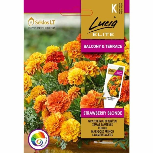 Fløjlsblomst 'Strawberry blonde'