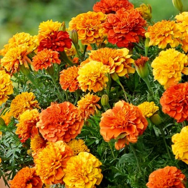 Fløjlsblomst 'Strawberry blonde'