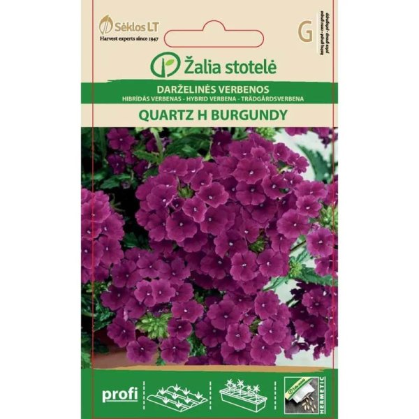 Haververbena 'Quartz' F1 bourgogne