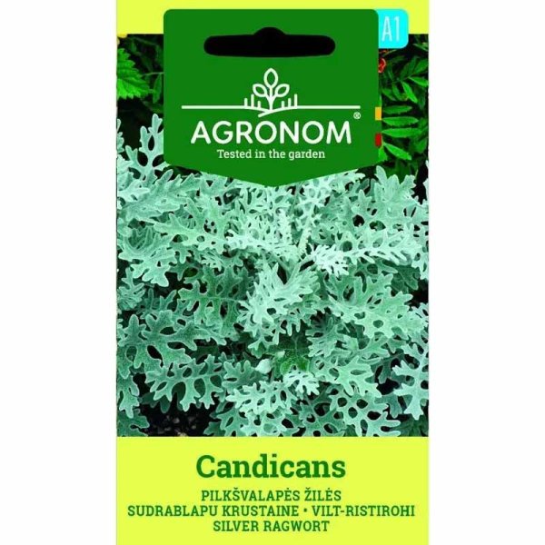 Sølvsalvie 'Candicans'