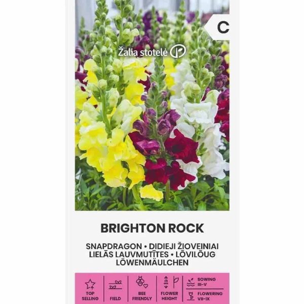 Løvemund 'Brighton Rock'