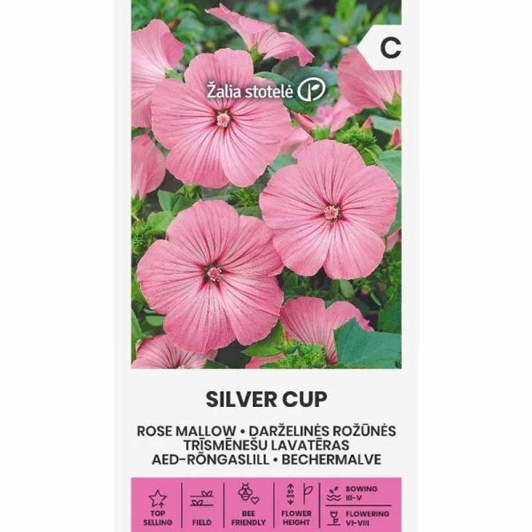 Sommermalva 'Silver cup'