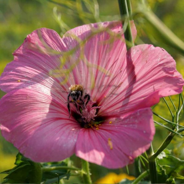 Sommermalva 'Silver cup'