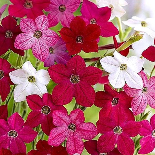 Prydtobak 'Sensation'